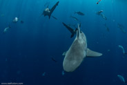 Florida Shark Diving, Florida, USA;  1/250 sec at f / 7,1, 13 mm