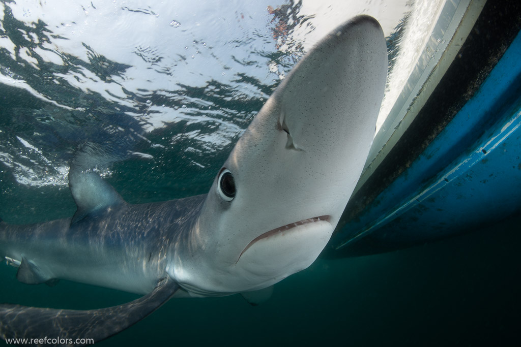 Shark Diving, Rhode Island, USA;  1/200 sec at f / 11, 12 mm