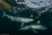 Shark Diving, Rhode Island, USA;  1/200 sec at f / 11, 13 mm