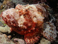 Titan Scorpionfish / Scorpaenopsis cacopsis / Dragon Reef, Dezember 23, 2005 (1/100 sec at f / 5,6, 13 mm)
