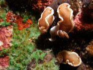 Nudibranch / Glossodoris rufomarginatus / Pinnacle Point, Dezember 24, 2005 (1/200 sec at f / 8,0, 11.5 mm)