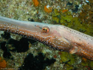 Trumpetfish / Aulostomus maculatus / Copacabana Divescenter, März 13, 2006 (1/100 sec at f / 4,5, 21.1 mm)