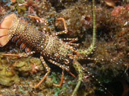 Spotted Spiny Lobster / Panulirus guttatus / Copacabana Divescenter, März 13, 2006 (1/100 sec at f / 8,0, 16.3 mm)