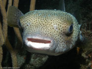 Porcupinefish / Diodon hystrix / Copacabana Divescenter, März 13, 2006 (1/100 sec at f / 8,0, 16.3 mm)