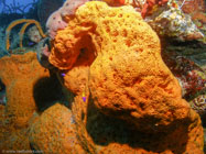 Convoluted Orange Sponge / Myrmekioderma styx / Maria La Gorda, März 25, 2006 (1/100 sec at f / 4,5, 5.7 mm)