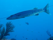 Great barracuda / Sphyraena barracuda / Maria La Gorda, März 25, 2006 (1/100 sec at f / 6,3, 14.9 mm)