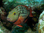 Stoplight parrotfish / Sparisoma viride / Maria La Gorda, März 25, 2006 (1/160 sec at f / 5,6, 22.9 mm)