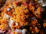 Sea anemone / Parazoanthus axinellae / Porquerolle, September 06, 2006 (1/125 sec at f / 5,6, 10 mm)