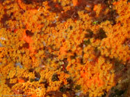 Sea anemone / Parazoanthus axinellae / Porquerolle, September 06, 2006 (1/100 sec at f / 5,6, 15.4 mm)