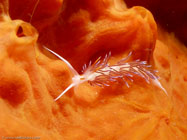Nudibranch / Cratena peregrina / Porquerolle, September 07, 2006 (1/200 sec at f / 8,0, 11.5 mm)
