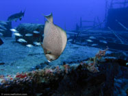 Gray angelfish / Pomacanthus arcuatus / Varadero, März 18, 2006 (1/125 sec at f / 5,6, 5.7 mm)
