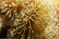  /  / Eddy Reef, Juli 21, 2007 (1/160 sec at f / 8,0, 34 mm)