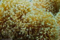  /  / Eddy Reef, Juli 21, 2007 (1/160 sec at f / 8,0, 34 mm)