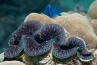 Burrowing Clam / Tridacna crocea / Eddy Reef, Juli 21, 2007 (1/160 sec at f / 8,0, 62 mm)