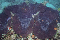 Giant Clam / Tridacna gigas / Eddy Reef, Juli 21, 2007 (1/160 sec at f / 8,0, 29 mm)