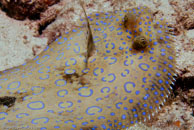 Peacock Flounder / Bothus lunatus / Blue Reef Diving, März 08, 2007 (1/160 sec at f / 10, 55 mm)