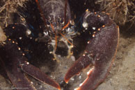 European Lobster / Homarus gammarus / Kabbelaarsrif, August 16, 2008 (1/100 sec at f / 10, 62 mm)