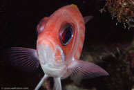 Squirrelfish / Holocentrus adscensionis / Blue Reef Diving, März 15, 2008 (1/100 sec at f / 14, 105 mm)
