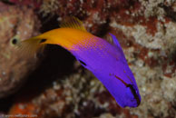 Fairy basslet / Gramma loreto / Blue Reef Diving, März 15, 2008 (1/100 sec at f / 14, 105 mm)