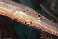 Trumpetfish / Aulostomus maculatus / Marina Hemingway, März 19, 2008 (1/100 sec at f / 13, 105 mm)