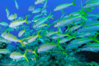 Yellow Goatfish / Mulloidichthys martinicus / Admirante, März 22, 2008 (1/80 sec at f / 6,3, 20 mm)