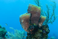 Azure Vase Sponge / Callyspongia plicifera / Admirante, März 22, 2008 (1/80 sec at f / 6,3, 20 mm)