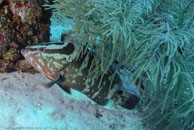Nassau grouper / Epinephelus striatus / Admirante, März 22, 2008 (1/80 sec at f / 9,0, 20 mm)