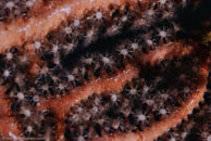 Deepwater Sea Fan / Iciligorgia schrammi / El Valle del Coral, März 25, 2008 (1/100 sec at f / 13, 105 mm)