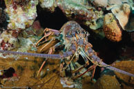 Caribbean spiny lobster / Panulirus argus / Fish Cave Reef, März 08, 2008 (1/60 sec at f / 7,1, 20 mm)