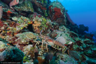 Caribbean spiny lobster / Panulirus argus / Fish Cave Reef, März 08, 2008 (1/60 sec at f / 7,1, 10 mm)