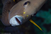 Gray angelfish / Pomacanthus arcuatus / Bahia de Cochinos, März 09, 2008 (1/100 sec at f / 13, 105 mm)