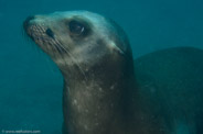 Sea Lion Spot, California, USA;  1/250 sec at f / 9,0, 60 mm