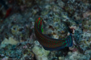 Rabbis Reef, Hawaii, USA;  1/200 sec at f / 14, 105 mm