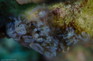 Rabbis Reef, Hawaii, USA;  1/200 sec at f / 20, 105 mm