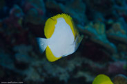 Rabbis Reef, Hawaii, USA;  1/200 sec at f / 14, 105 mm