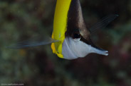 Rabbis Reef, Hawaii, USA;  1/200 sec at f / 14, 105 mm