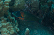 Garden Eels, Hawaii, USA;  1/200 sec at f / 14, 105 mm