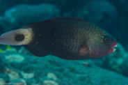 Garden Eels, Hawaii, USA;  1/200 sec at f / 14, 105 mm