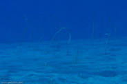 Garden Eels, Hawaii, USA;  1/200 sec at f / 10, 105 mm