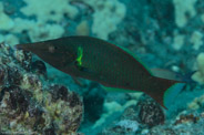 Garden Eels, Hawaii, USA;  1/200 sec at f / 14, 105 mm