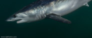 Shark Diving, Rhode Island, USA;  1/320 sec at f / 9,0, 17 mm