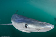 Shark Diving, Rhode Island, USA;  1/320 sec at f / 9,0, 10 mm