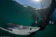 Shark Diving, Rhode Island, USA;  1/320 sec at f / 11, 10 mm