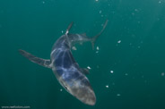 Shark Diving, Rhode Island, USA;  1/250 sec at f / 9,0, 11.5 mm