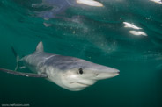 Shark Diving, Rhode Island, USA;  1/200 Sek. bei f / 9,0, 10 mm