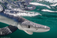 Shark Diving, Rhode Island, USA;  1/200 Sek. bei f / 9,0, 10 mm