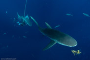 Florida Shark Diving, Florida, USA;  1/250 sec at f / 7,1, 13 mm
