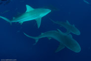 Florida Shark Diving, Florida, USA;  1/250 sec at f / 7,1, 16 mm