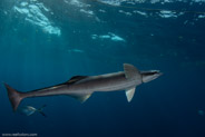 Florida Shark Diving, Florida, USA;  1/250 sec at f / 9,0, 11 mm