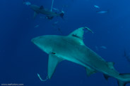 Florida Shark Diving, Florida, USA;  1/250 sec at f / 9,0, 17 mm